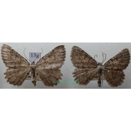 Charissa obscurata (Denis & Schiffermüller, 1775) pair Pomrok ciemniak Czech13g